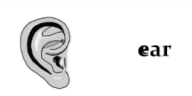 ear(width=200)